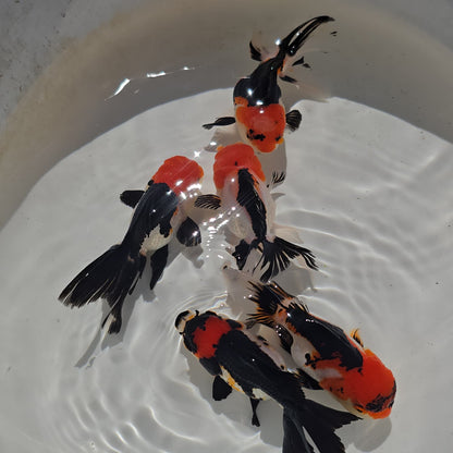 Tri Color Oranda Juvenile