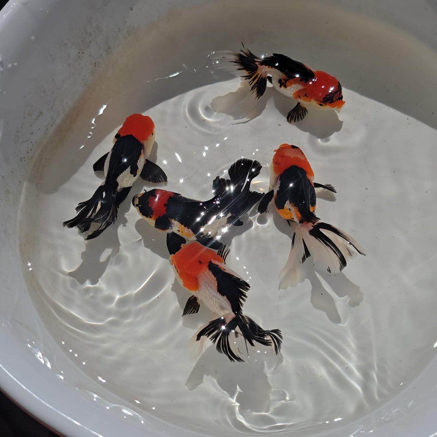 Tri Color Oranda Juvenile
