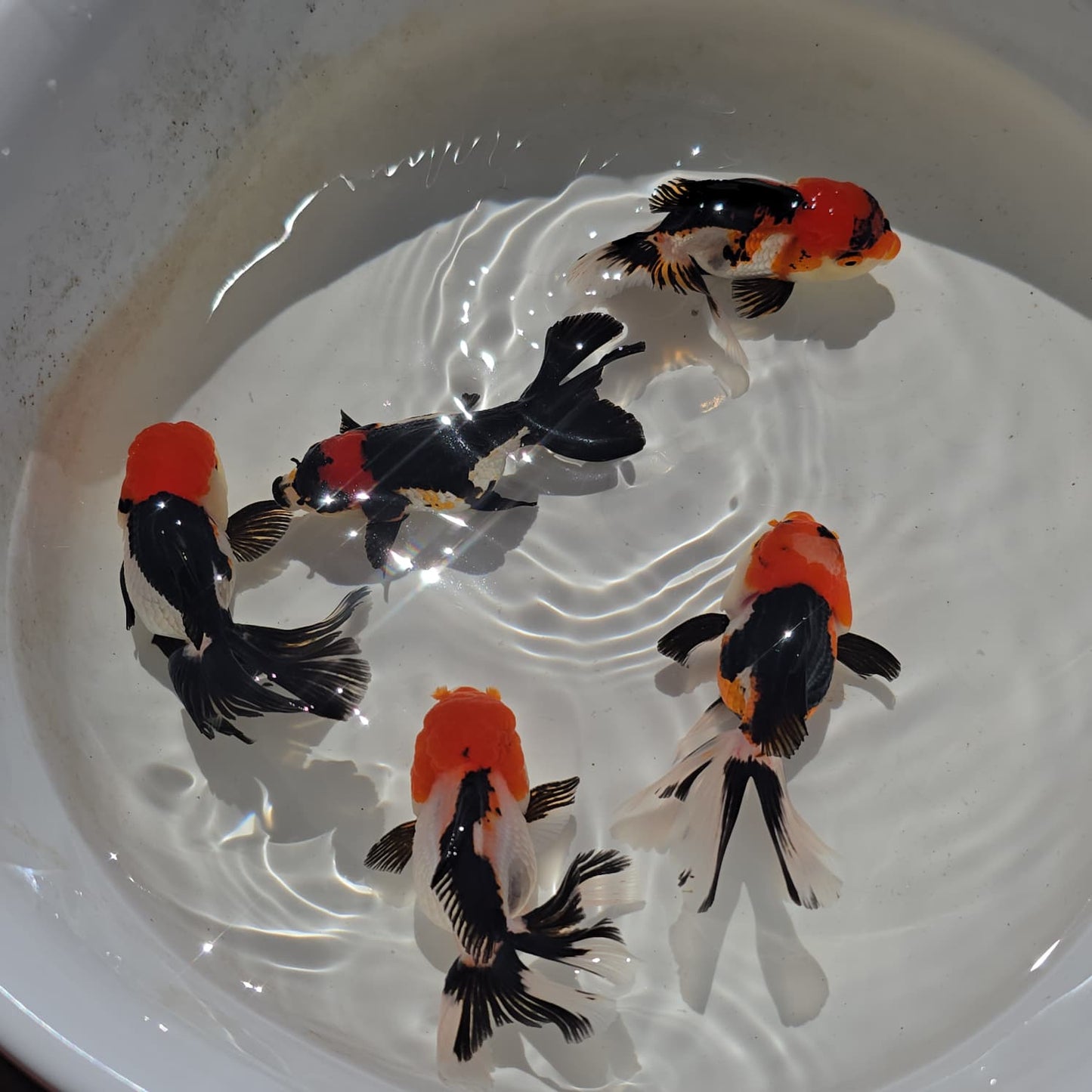 Tri Color Oranda Juvenile