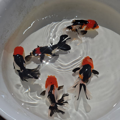 Tri Color Oranda Juvenile