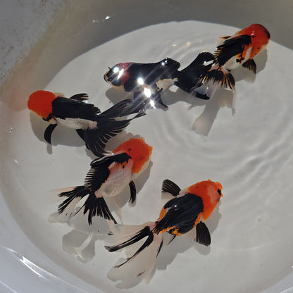 Tri Color Oranda Juvenile