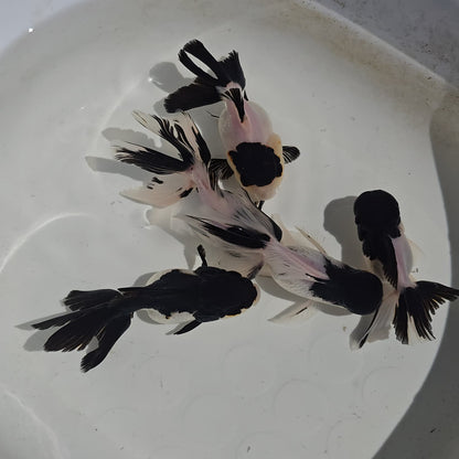 Panda Oranda Goldfish Juvenile