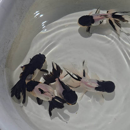 Panda Oranda Goldfish Juvenile