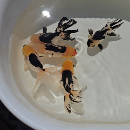 Lemon Head Oranda Goldfish Juvenile
