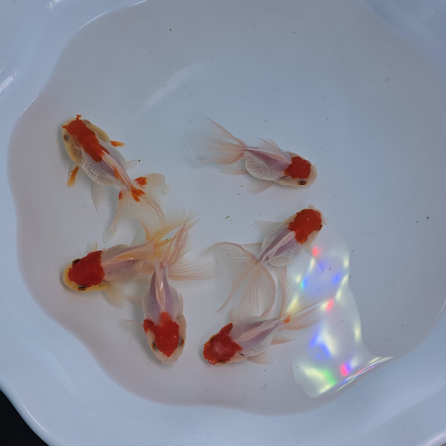 Red Cap Oranda Juvenile