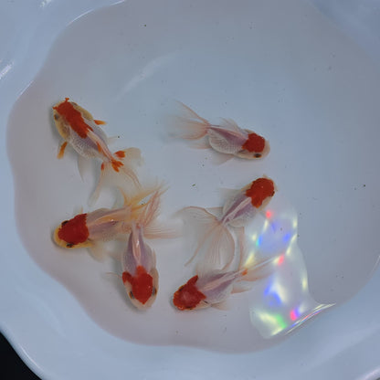 Red Cap Oranda Juvenile