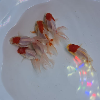 Red Cap Oranda Juvenile