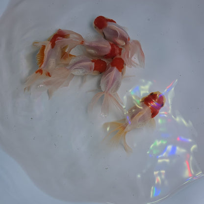Red Cap Oranda Juvenile