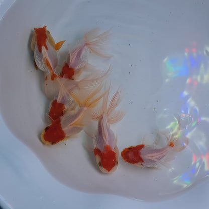 Red Cap Oranda Juvenile