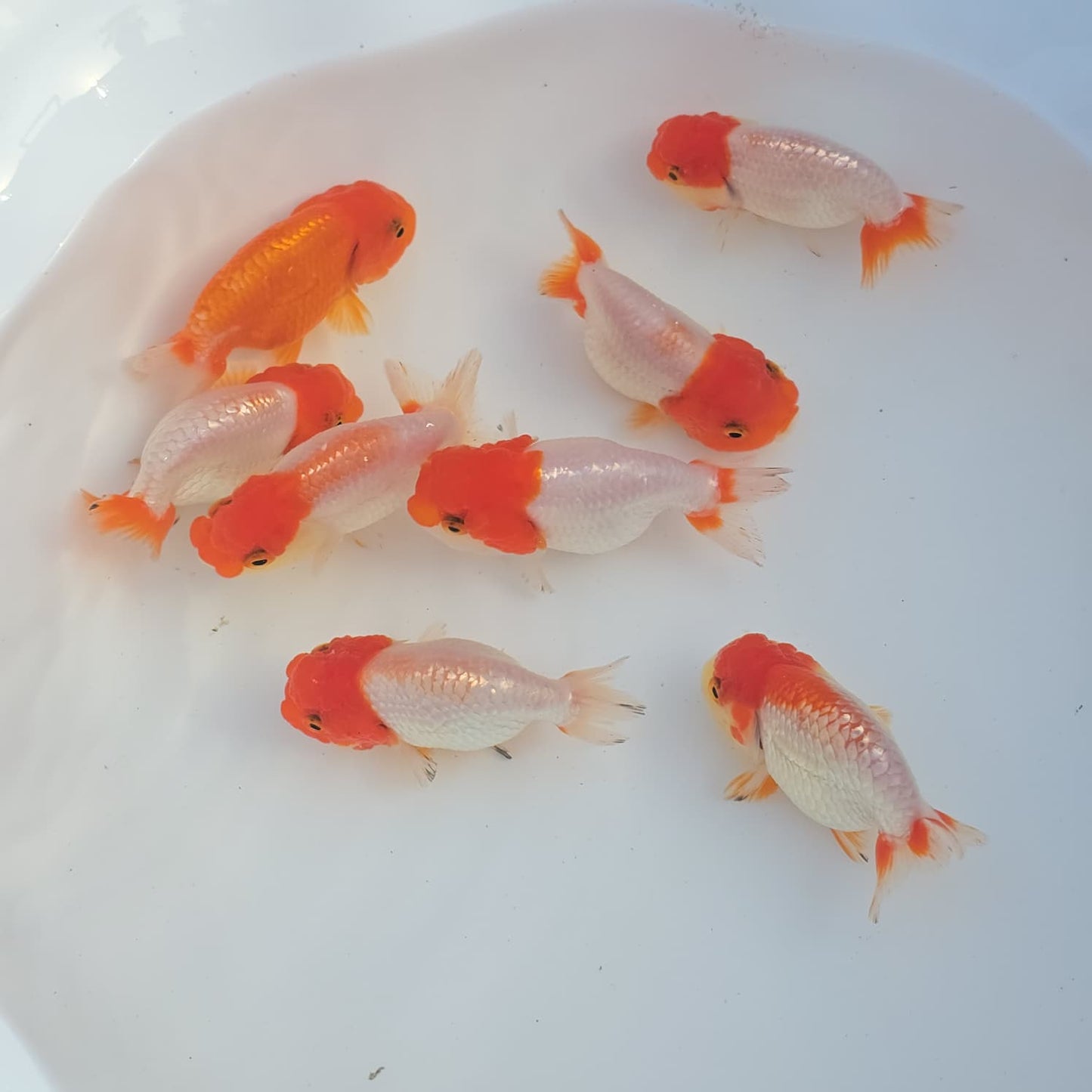 Red and Red & White Ranchu Lionhead/Dragonhead Juvenile