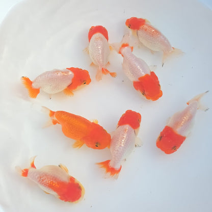 Red and Red & White Ranchu Lionhead/Dragonhead Juvenile