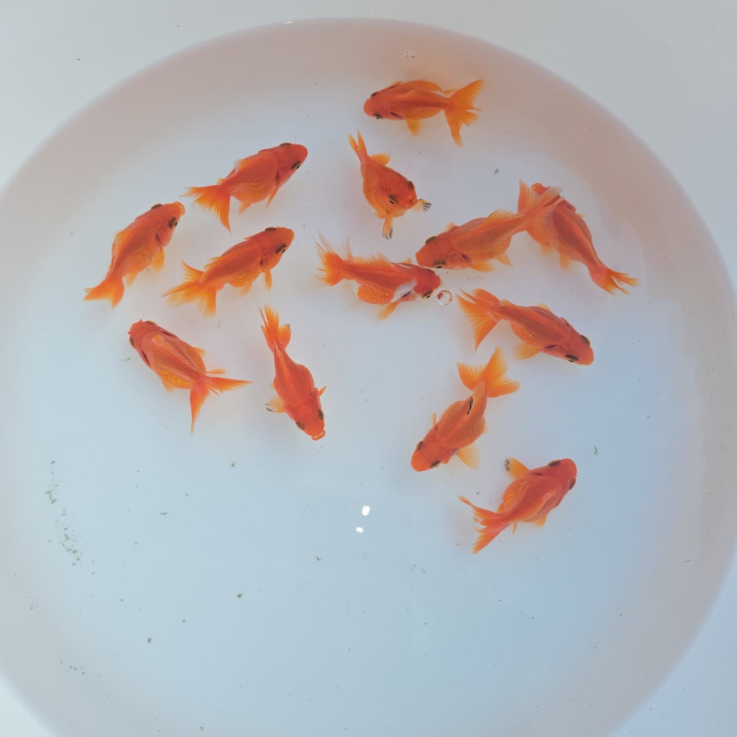 Red Ryukin Juvenile / Set of three