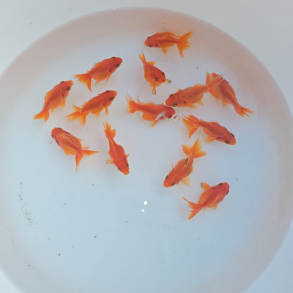 Red Ryukin Juvenile / Set of three