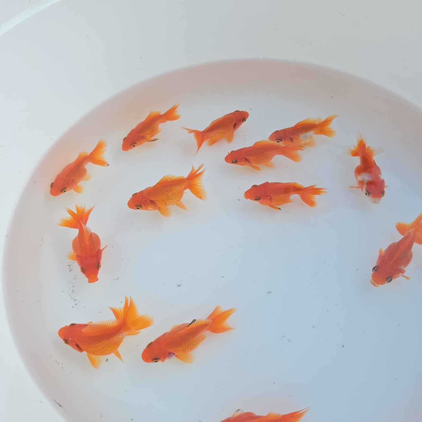 Red Ryukin Juvenile / Set of three