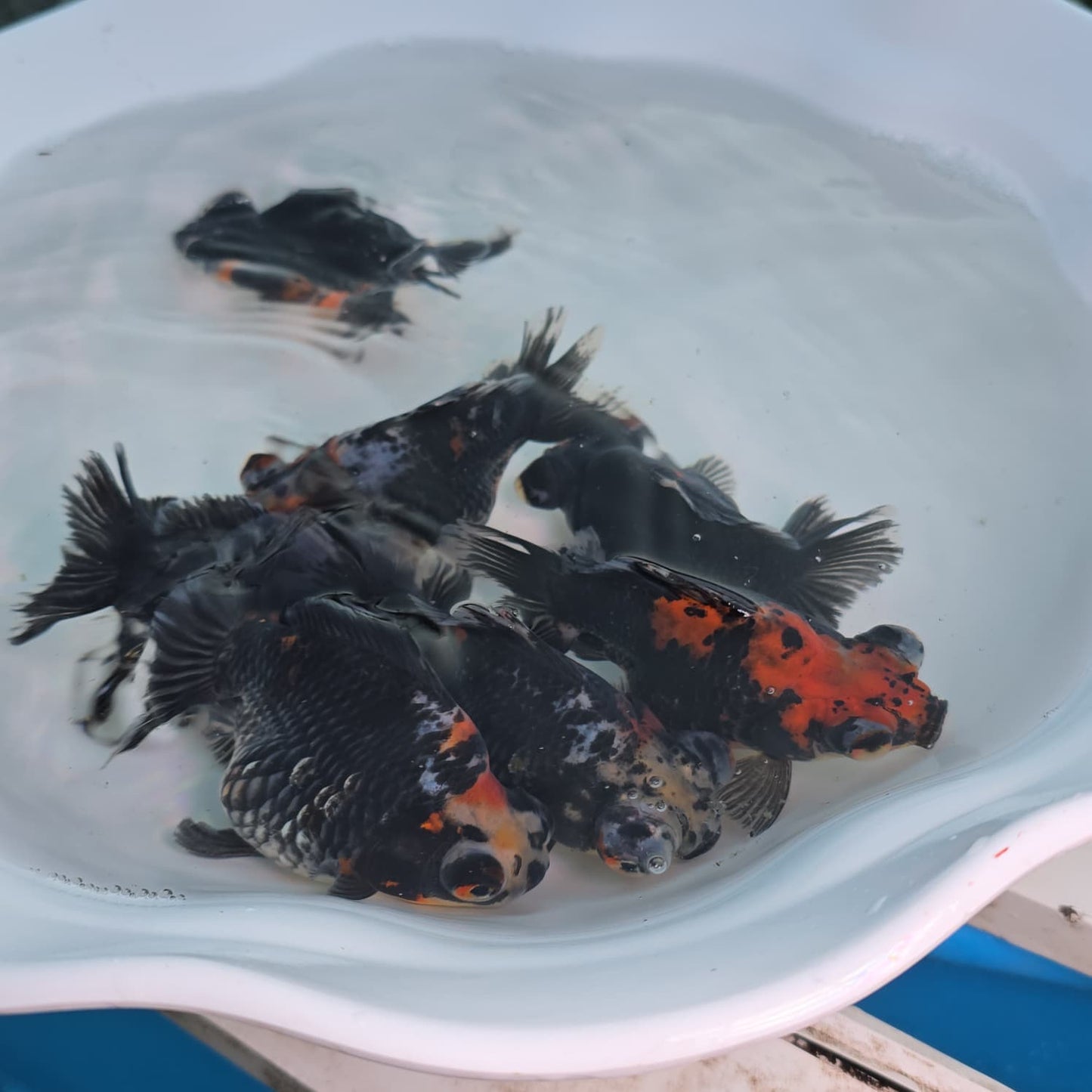 Demekin Dark Tri Color Juvenile / Set of three