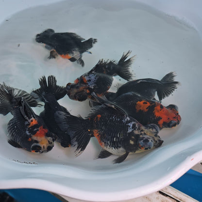 Demekin Dark Tri Color Juvenile / Set of three