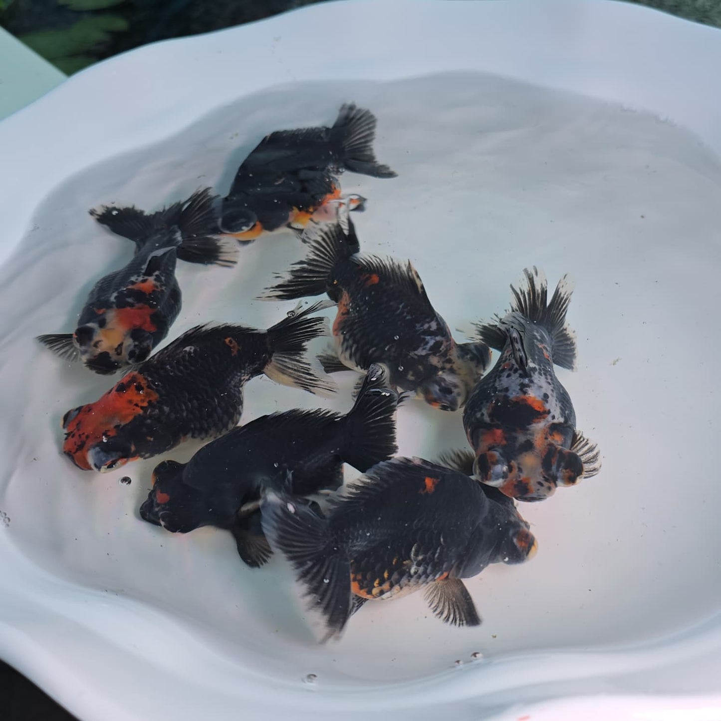 Demekin Dark Tri Color Juvenile / Set of three