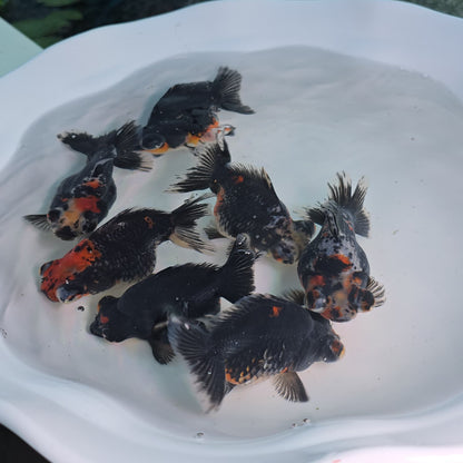 Demekin Dark Tri Color Juvenile / Set of three