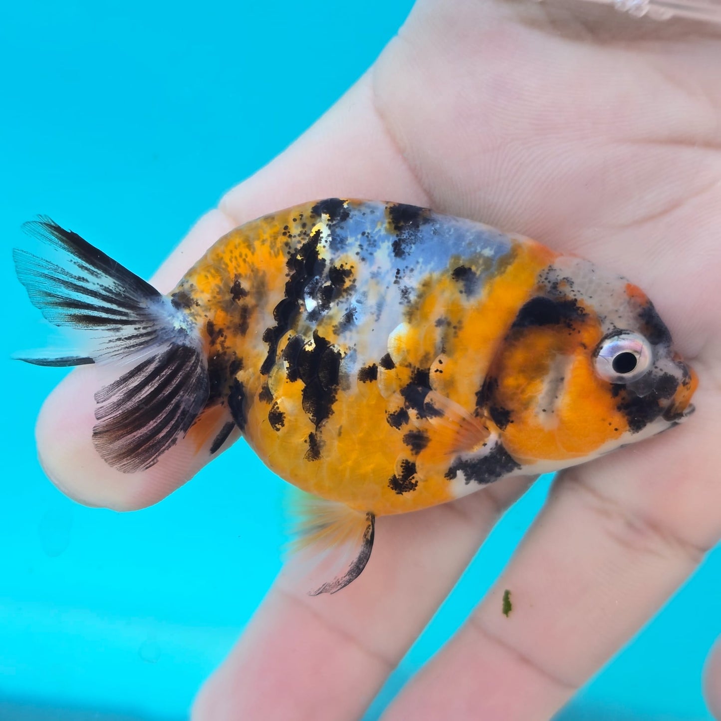 Calico Ranchu Juvenile