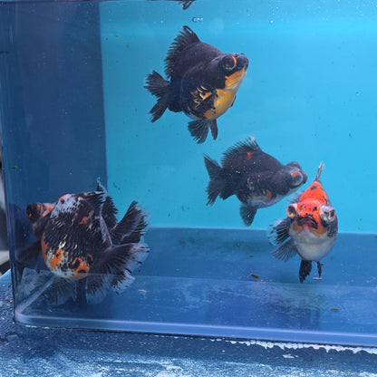Demekin Dark Tri Color Juvenile / Set of three