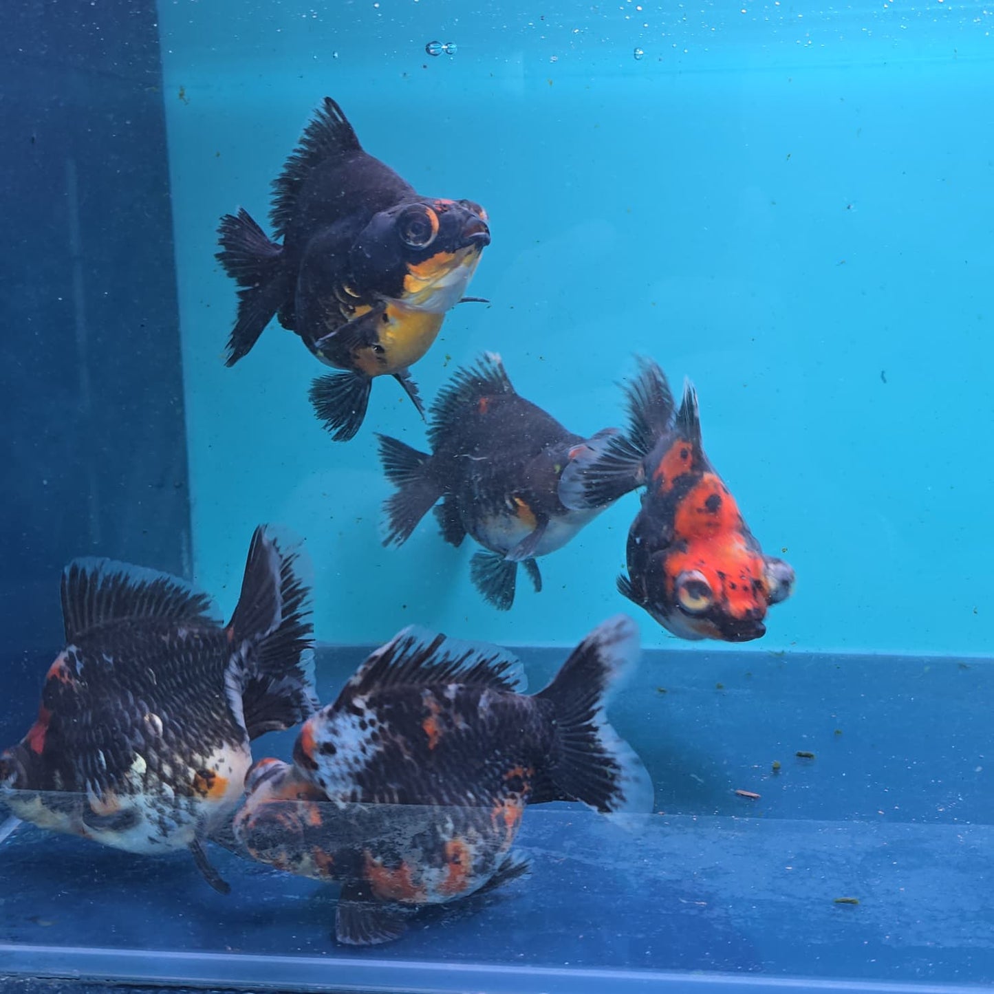Demekin Dark Tri Color Juvenile / Set of three