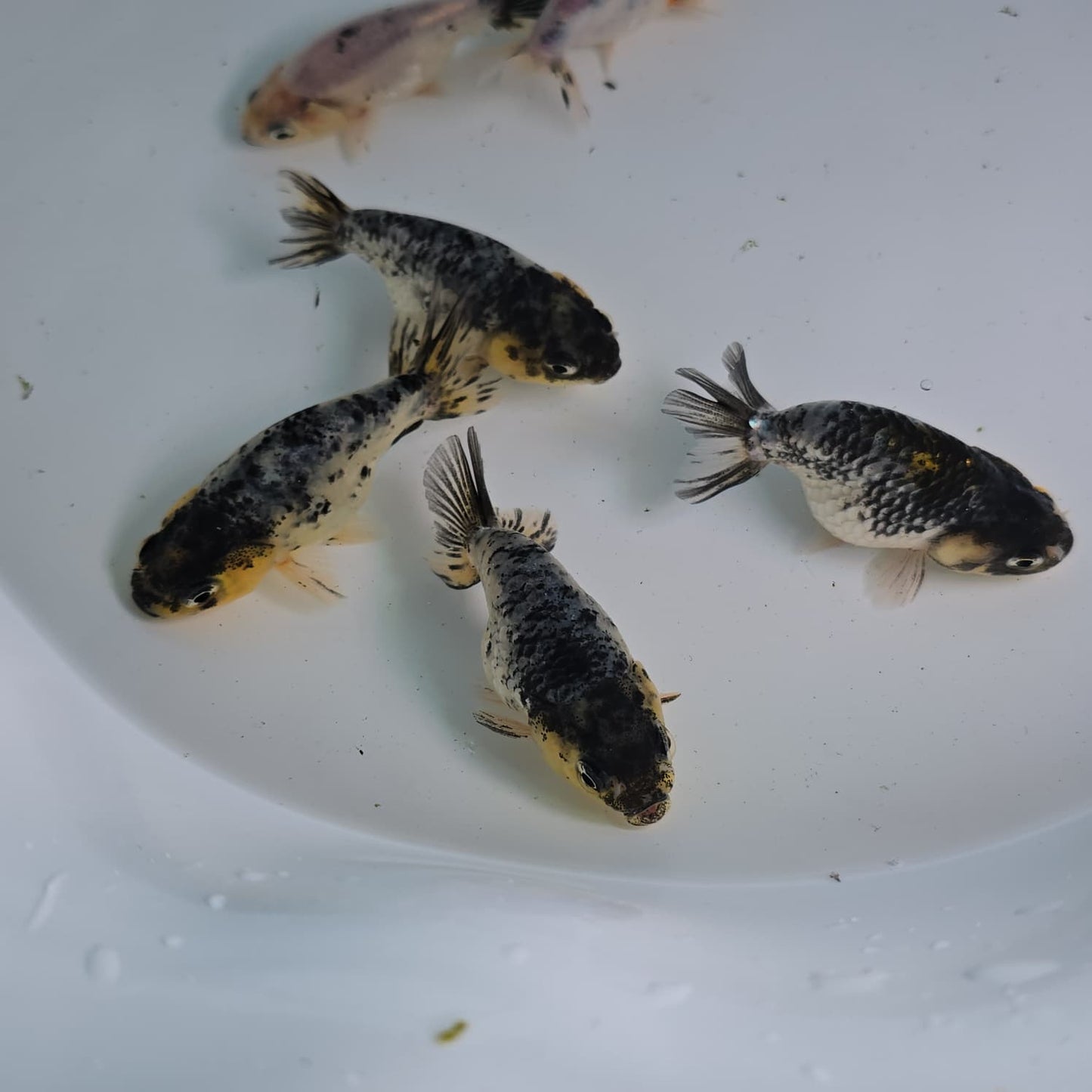 Granite Ranchu Juvenile