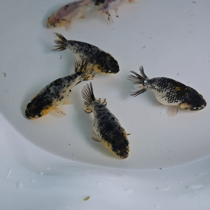 Granite Ranchu Juvenile