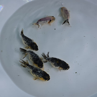 Granite Ranchu Juvenile