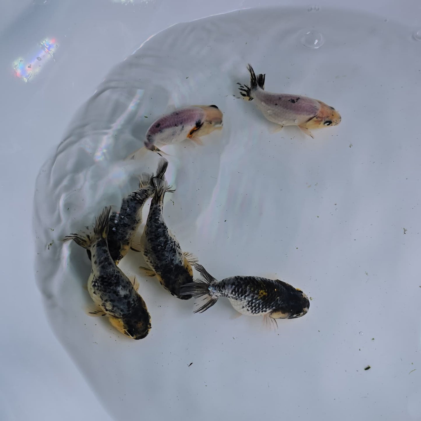 Granite Ranchu Juvenile