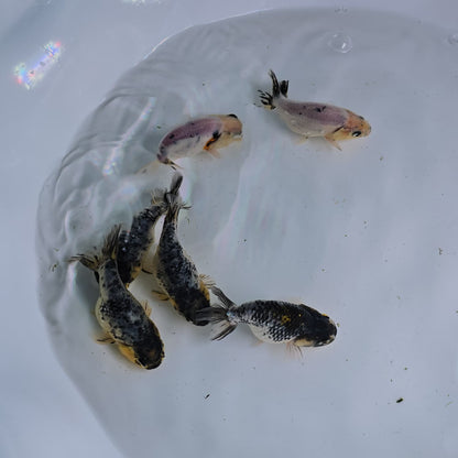 Granite Ranchu Juvenile