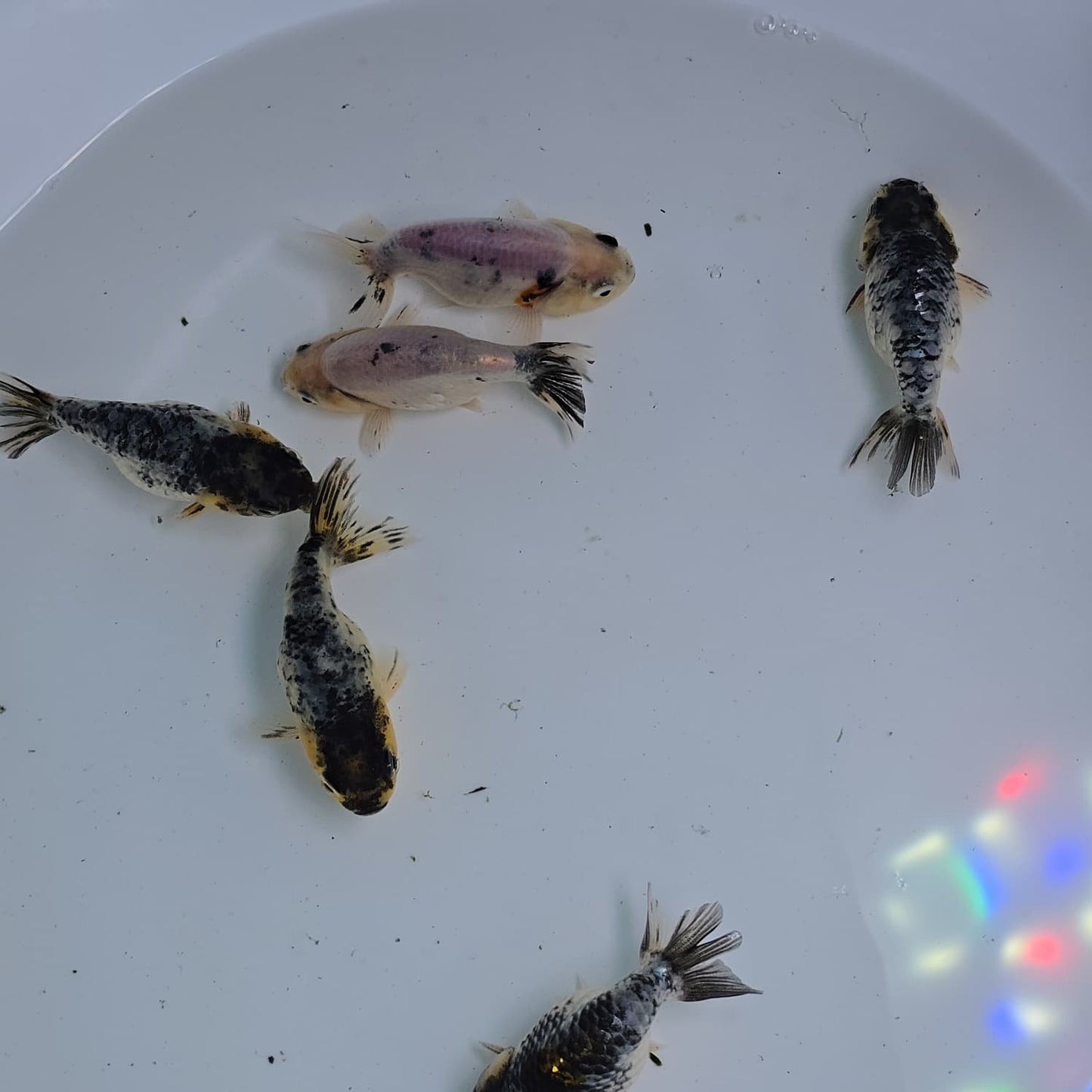 Granite Ranchu Juvenile