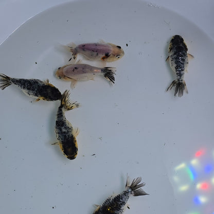 Granite Ranchu Juvenile
