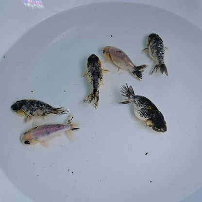 Granite Ranchu Juvenile