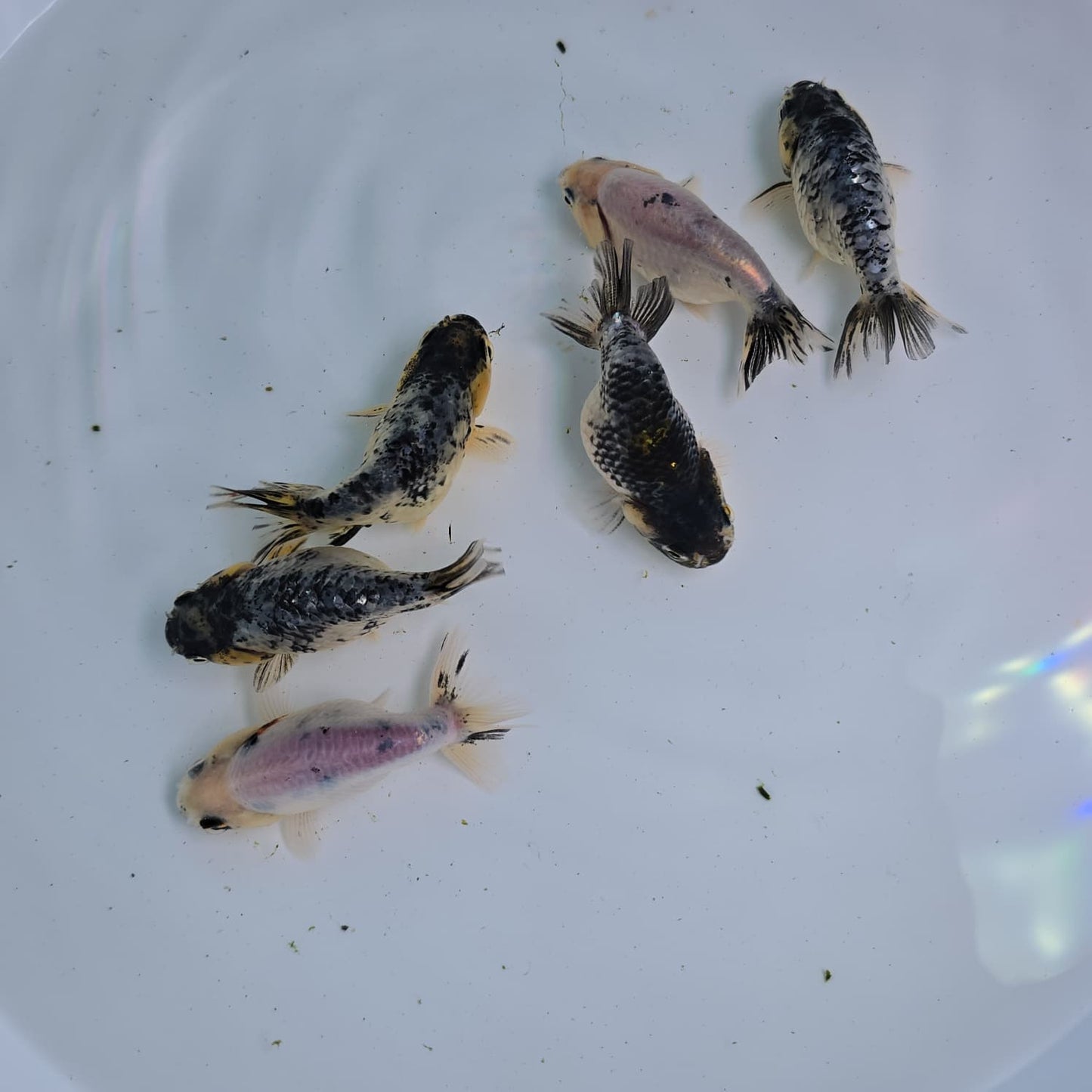 Granite Ranchu Juvenile