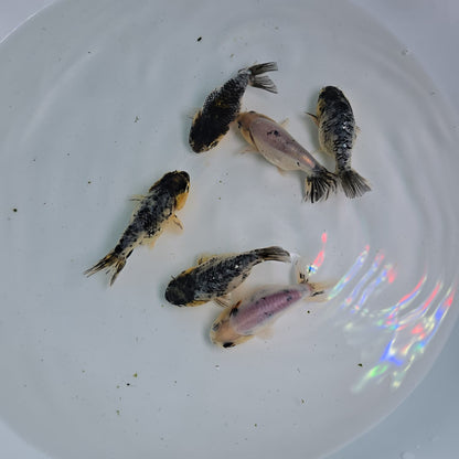 Granite Ranchu Juvenile
