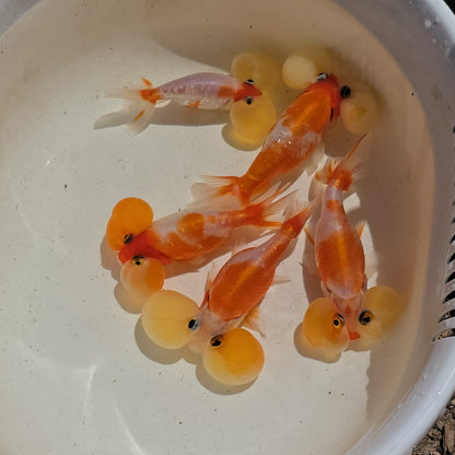 Red & White Sakura Bubble Eye Goldfish