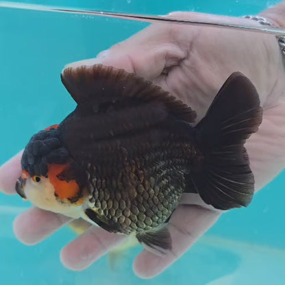 Tricolor Thai Oranda 4"- Godzilla Shogun