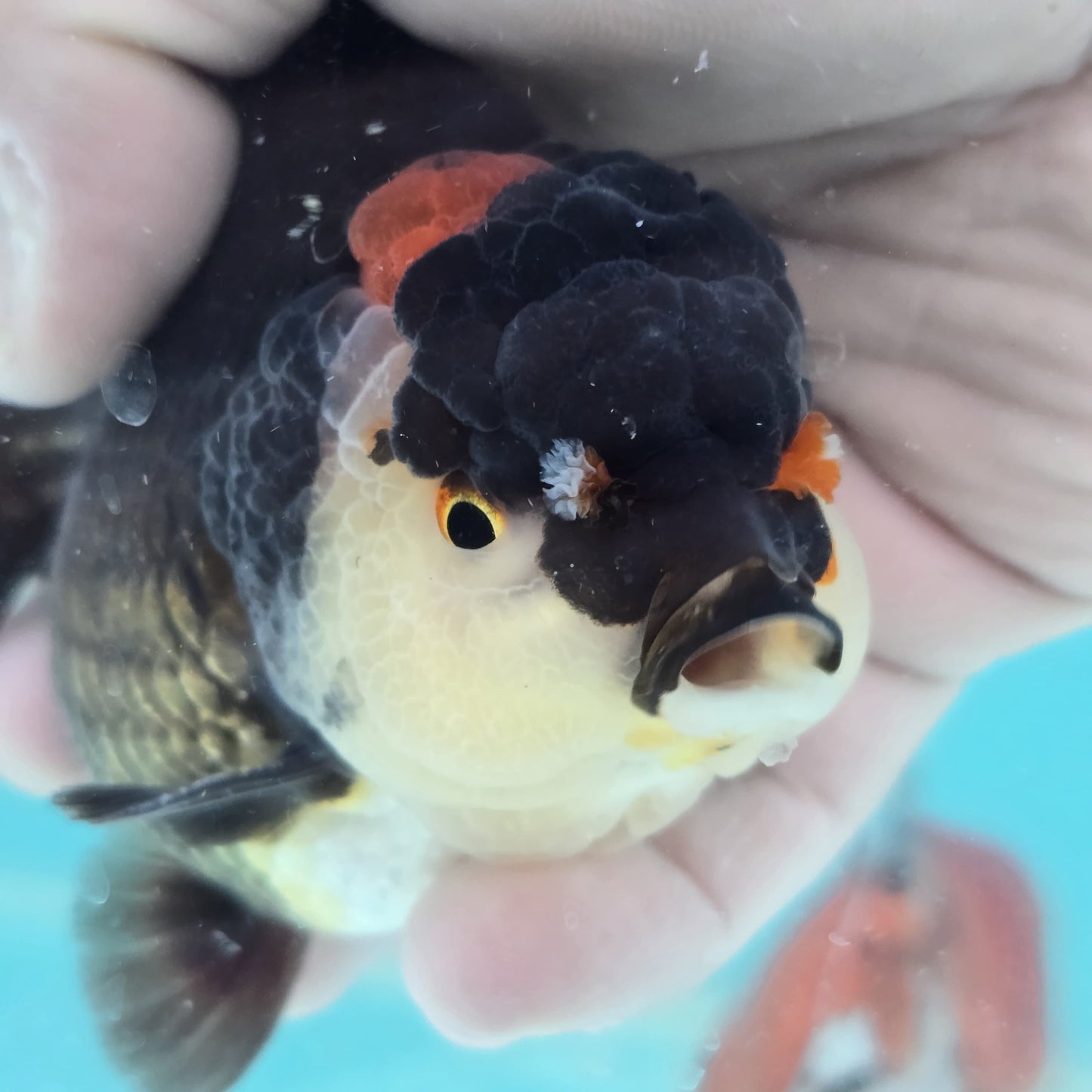 Tricolor Thai Oranda 4"- Godzilla Shogun
