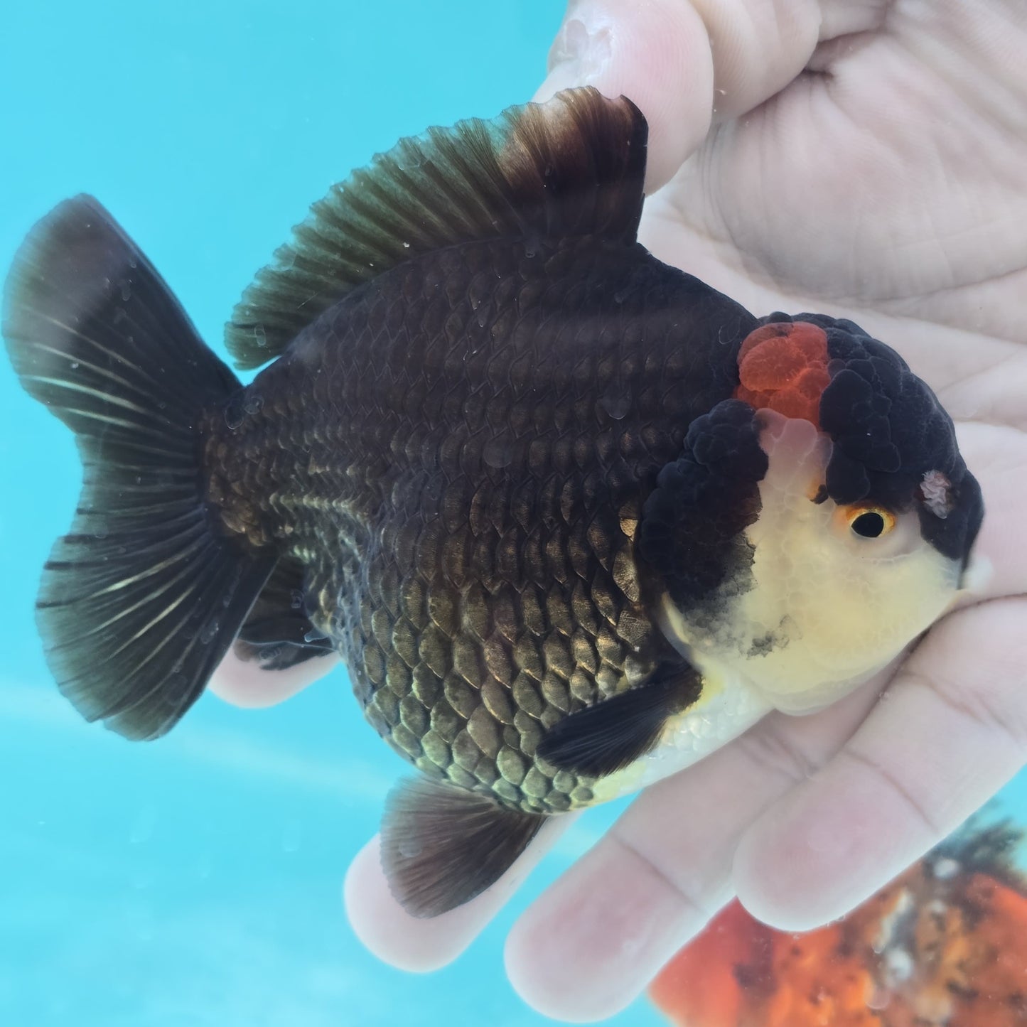 Tricolor Thai Oranda 4"- Godzilla Shogun