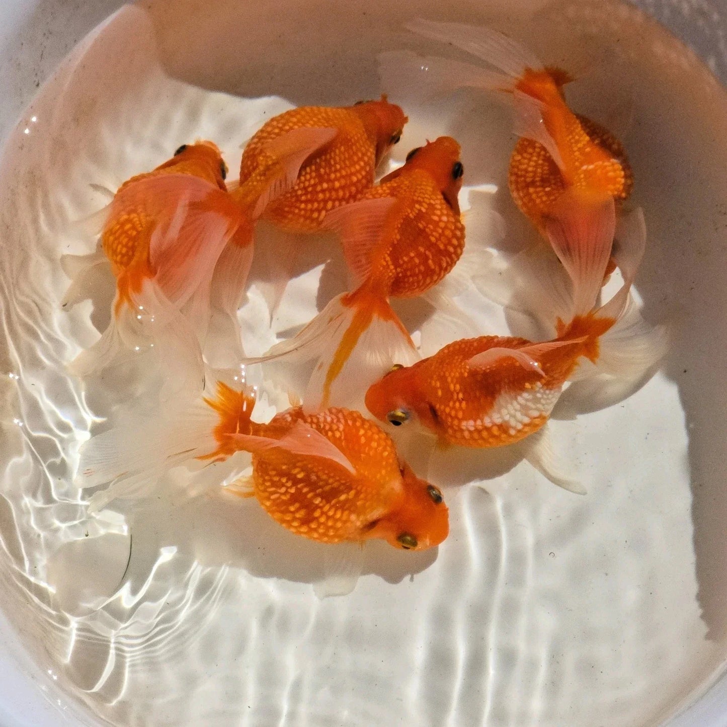 Super Red Pearlscale Long Fin