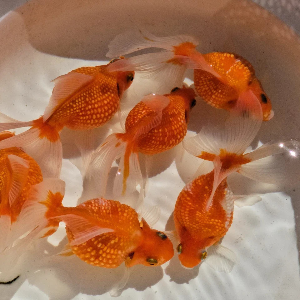 Super Red Pearlscale Long Fin