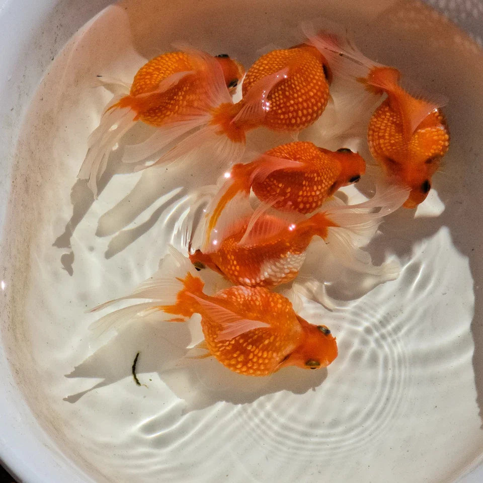 Super Red Pearlscale Long Fin