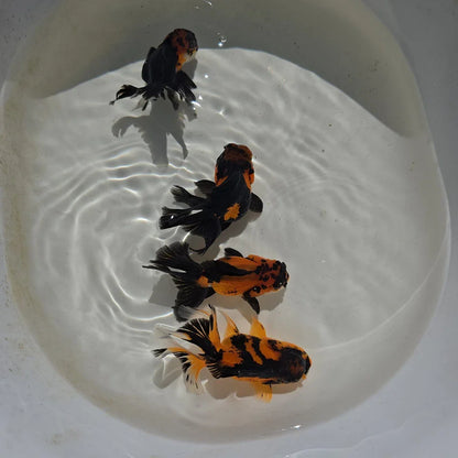 Apache Oranda Juvenile